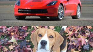 What Attracts Women More? Corvettes or Cute Puppies?